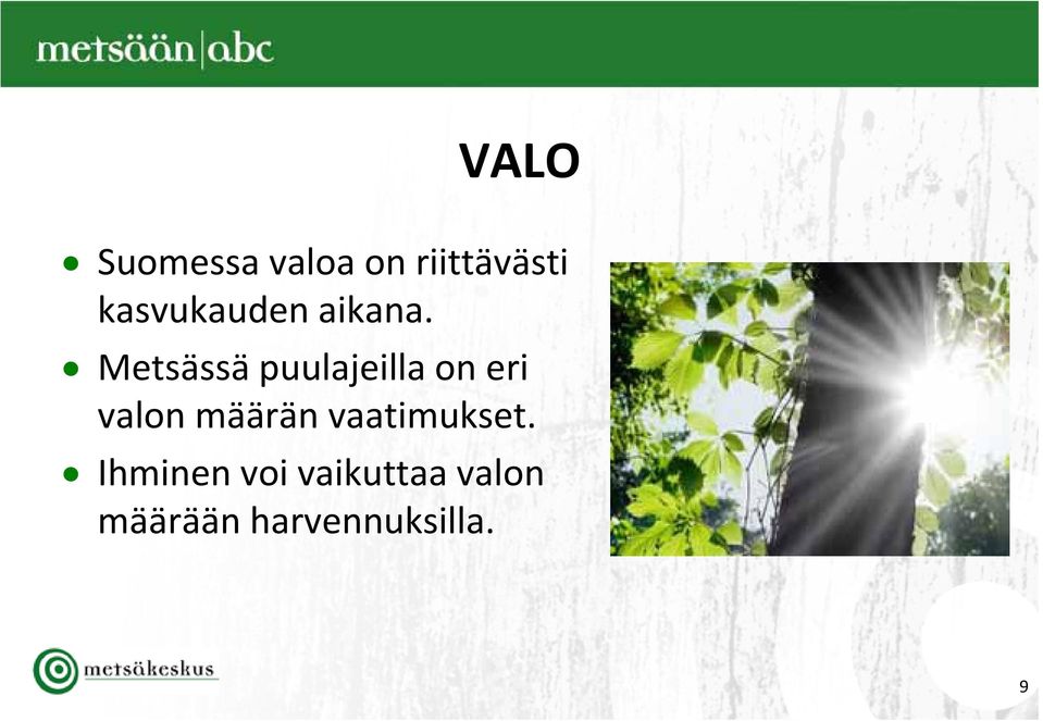 Mtä Metsässä äpuulajeilla ljill on eri