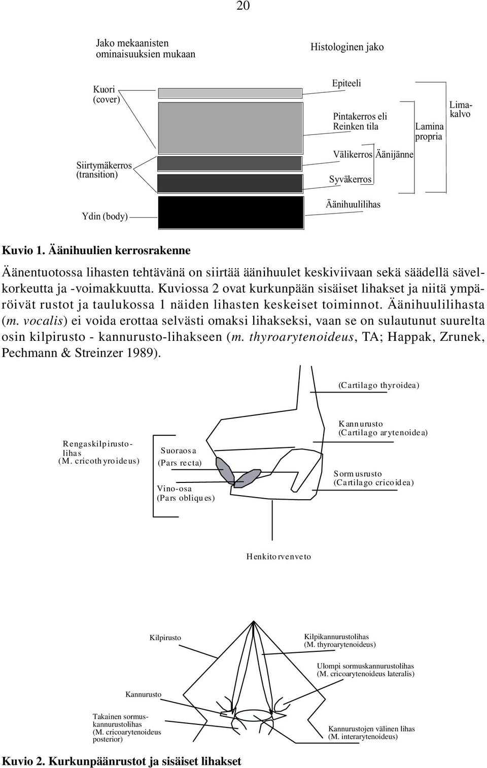 Kuviossa 2 ovat kurkunpään sisäiset lihakset ja niitä ympäröivät rustot ja taulukossa 1 näiden lihasten keskeiset toiminnot. Äänihuulilihasta (m.