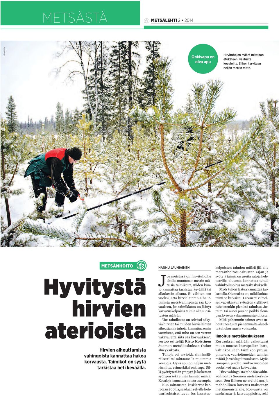 HANNU JAUHIAINEN J os metsässä on hirvituhoille alttiita muutaman metrin mittaisia taimikoita, niiden kunto kannattaa tarkistaa keväällä tai alkukesän aikana.