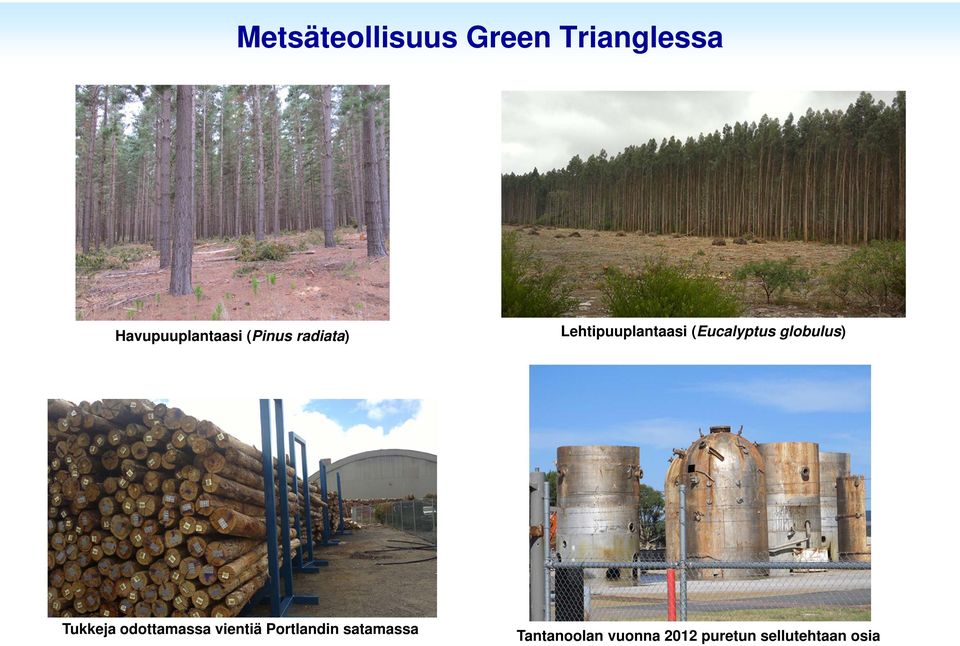 (Eucalyptus globulus) Tukkeja odottamassa vientiä