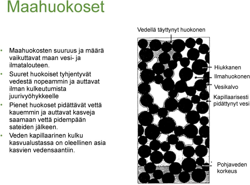 pidättävät vettä kauemmin ja auttavat kasveja saamaan vettä pidempään sateiden jälkeen.