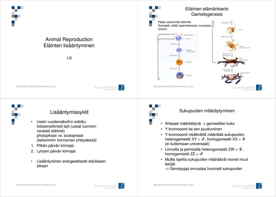 Lyhyen päivän kiimojat Lisääntyminen energeettisesti edulliseen aikaan Sukupuolen määräytyminen Ahtaasti määriteltynä gameettien koko Y-kromosomi tai sen puuttuminen Y-kromosomi nisäkkäillä