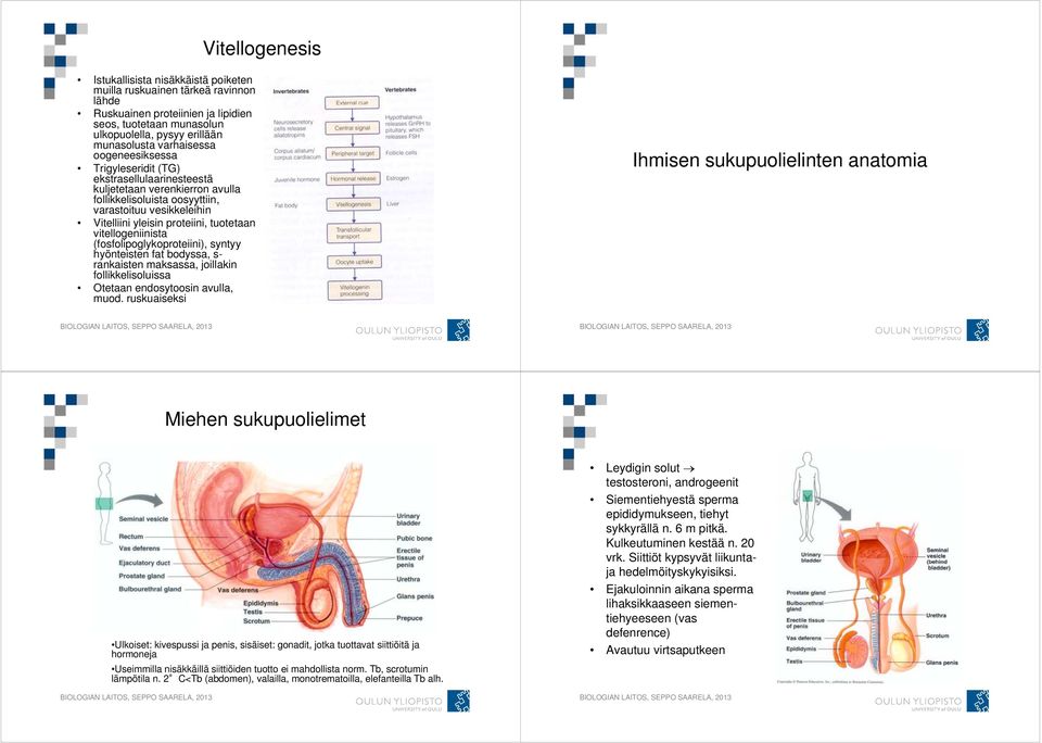 tuotetaan vitellogeniinista (fosfolipoglykoproteiini), syntyy hyönteisten fat bodyssa, s- rankaisten maksassa, joillakin follikkelisoluissa Otetaan endosytoosin avulla, muod.