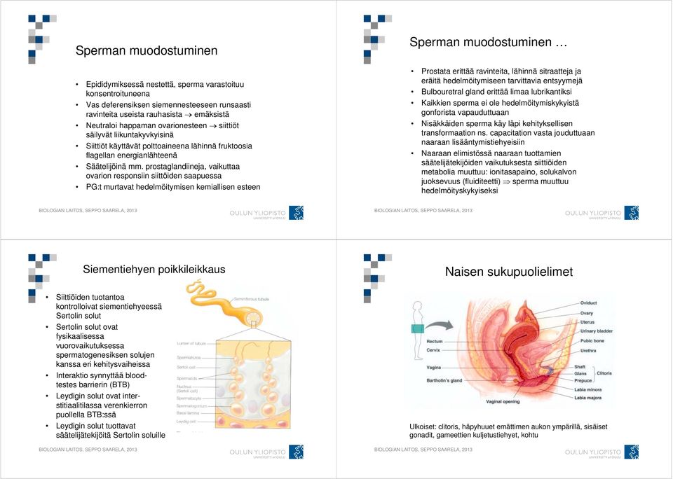 prostaglandiineja, vaikuttaa ovarion responsiin siittöiden saapuessa PG:t murtavat hedelmöitymisen kemiallisen esteen Sperman muodostuminen Prostata erittää ravinteita, lähinnä sitraatteja ja eräitä