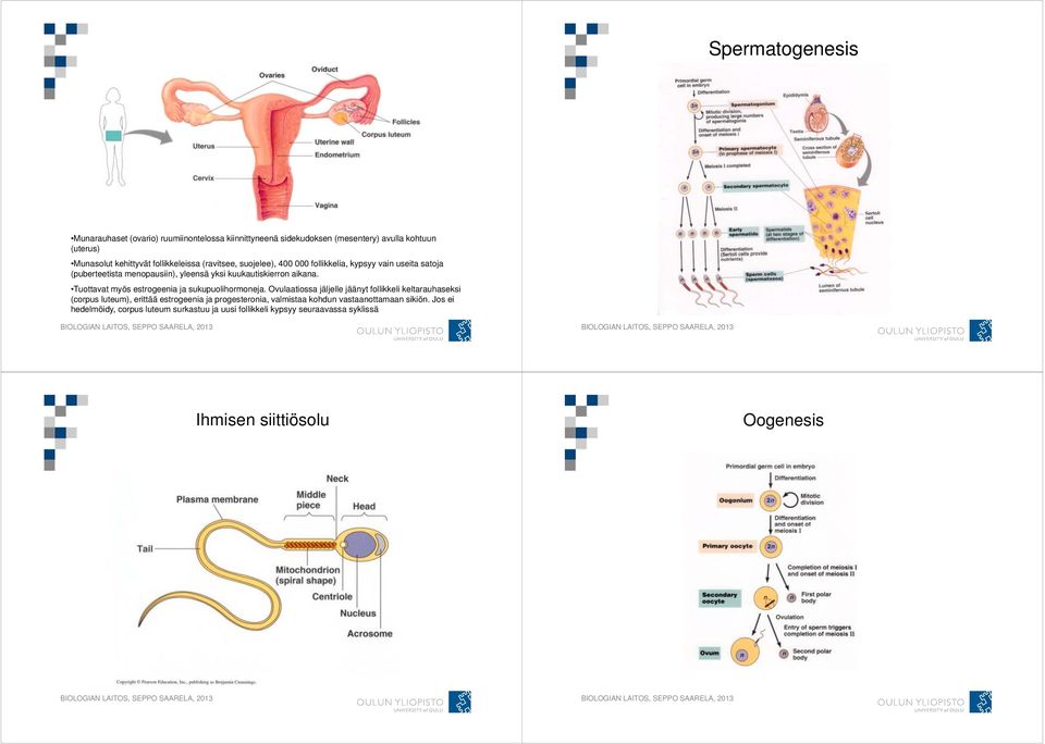 Tuottavat myös estrogeenia ja sukupuolihormoneja.