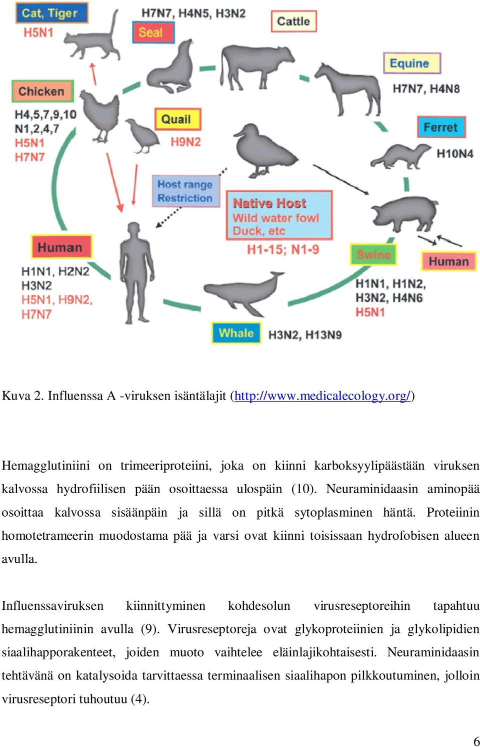 Neuraminidaasin aminopää osoittaa kalvossa sisäänpäin ja sillä on pitkä sytoplasminen häntä.