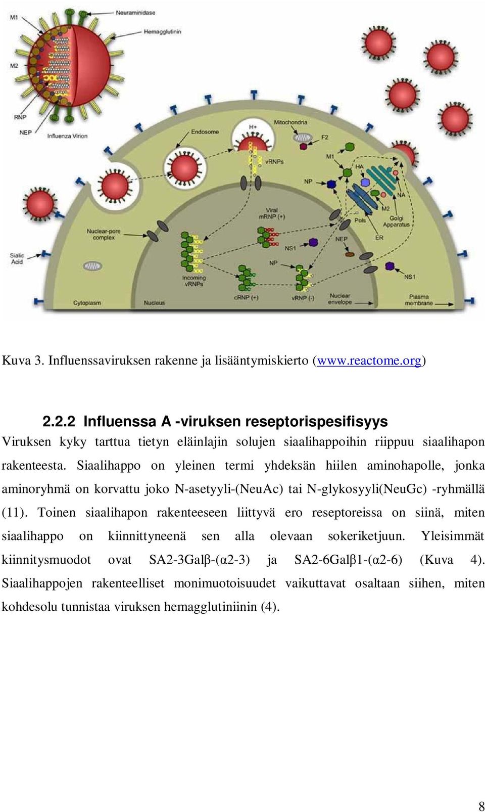 Siaalihappo on yleinen termi yhdeksän hiilen aminohapolle, jonka aminoryhmä on korvattu joko N-asetyyli-(NeuAc) tai N-glykosyyli(NeuGc) -ryhmällä (11).