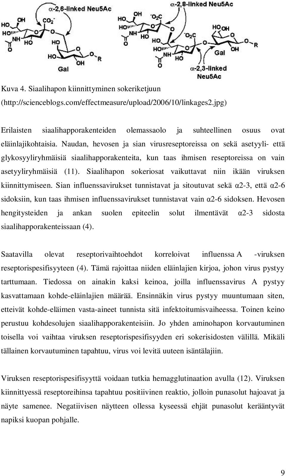 Naudan, hevosen ja sian virusreseptoreissa on sekä asetyyli- että glykosyyliryhmäisiä siaalihapporakenteita, kun taas ihmisen reseptoreissa on vain asetyyliryhmäisiä (11).