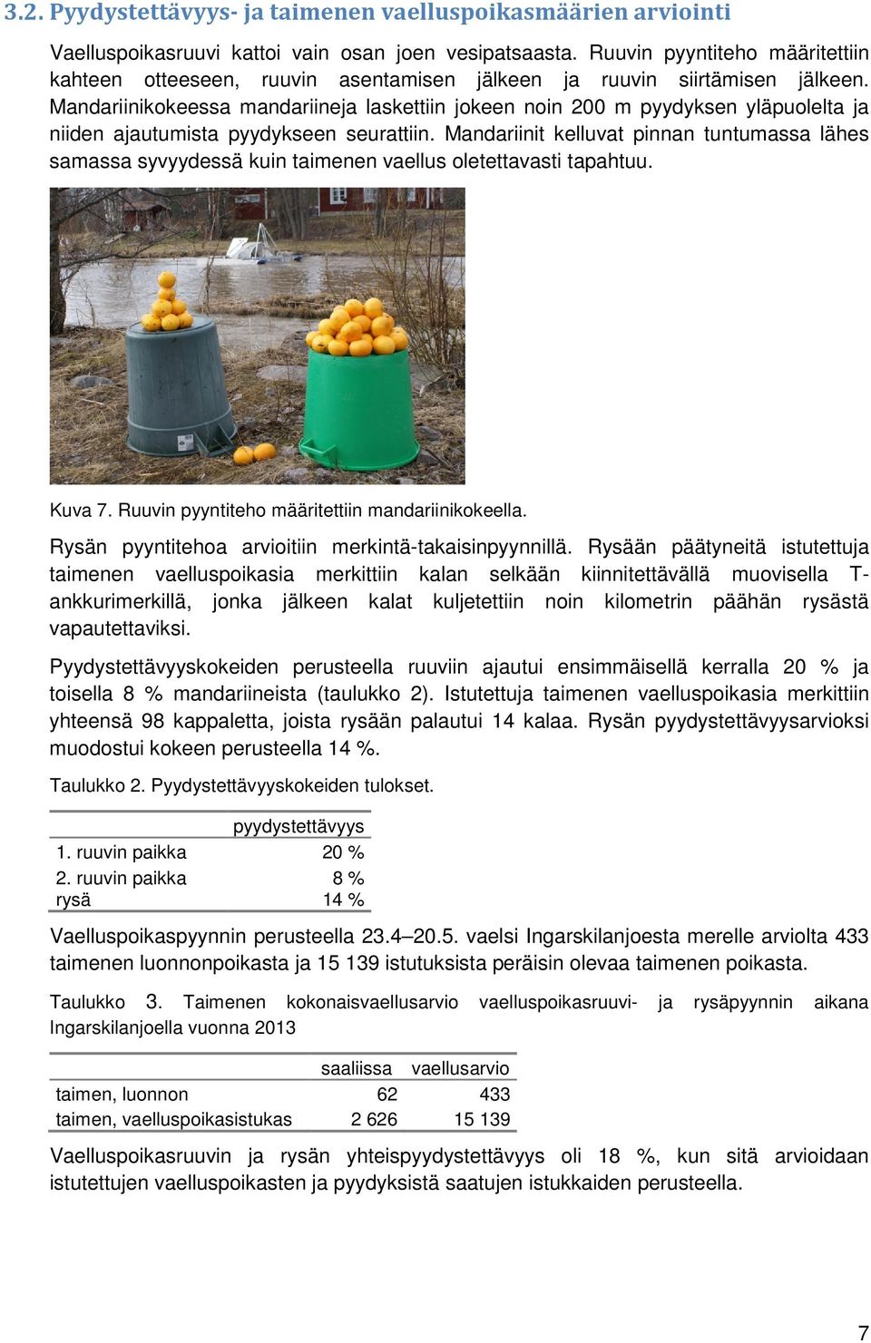 Mandariinikokeessa mandariineja laskettiin jokeen noin 200 m pyydyksen yläpuolelta ja niiden ajautumista pyydykseen seurattiin.