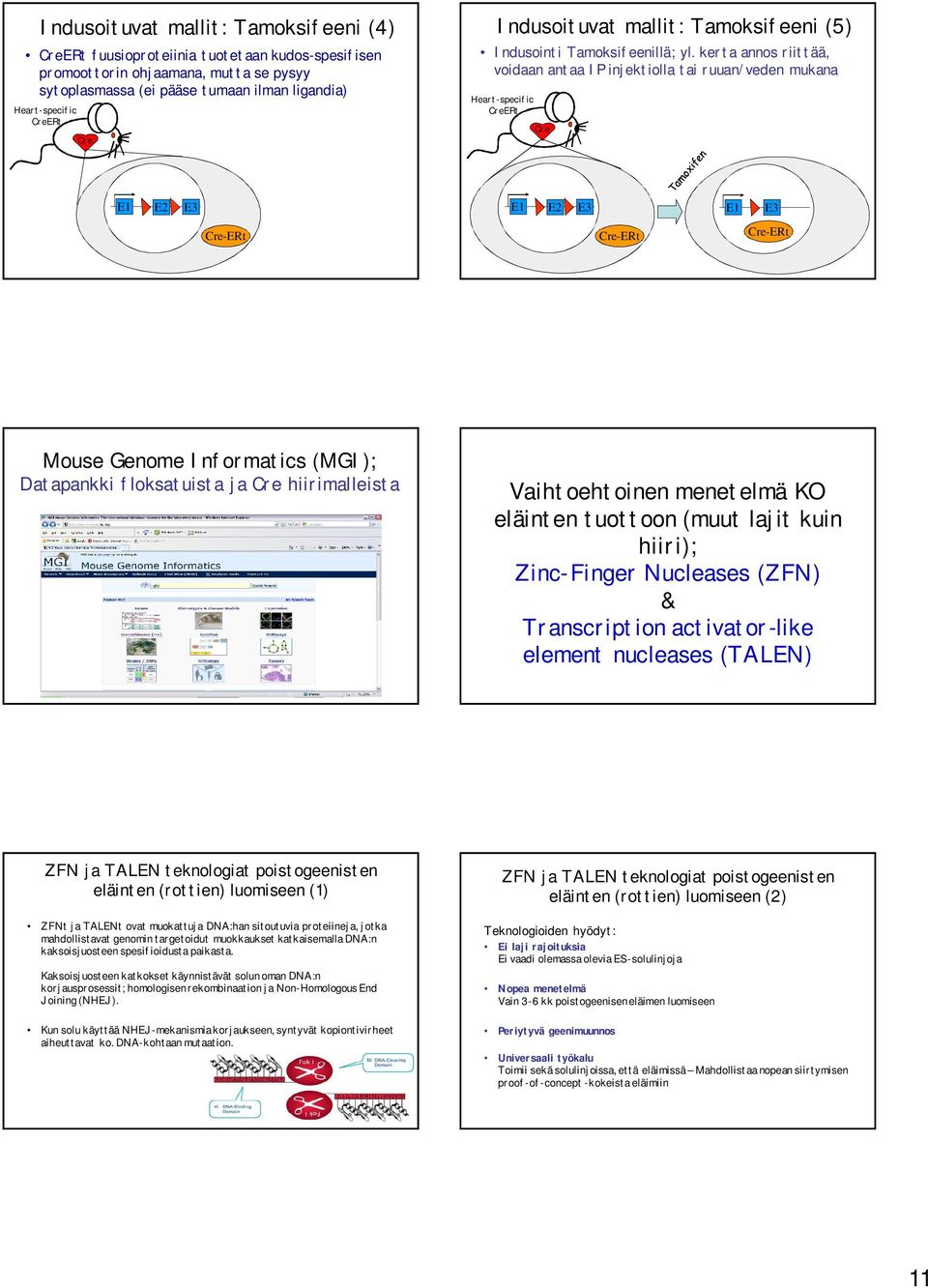 kerta annos riittää, voidaan antaa IP injektiolla tai ruuan/veden mukana Heart-specific ERt E1 E2 E3 E1 E2 E3 E1 E3 -ERt -ERt -ERt Mouse Genome Informatics (MGI); Datapankki floksatuista ja