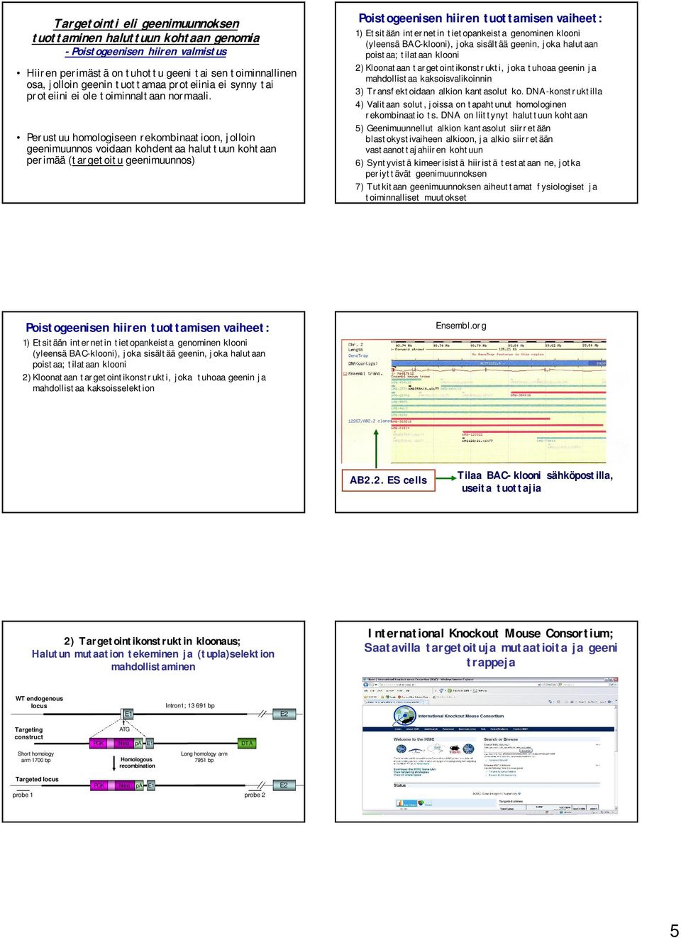 Perustuu homologiseen rekombinaatioon, jolloin geenimuunnos voidaan kohdentaa haluttuun kohtaan perimää (targetoitu geenimuunnos) Poistogeenisen hiiren tuottamisen vaiheet: 1) Etsitään internetin