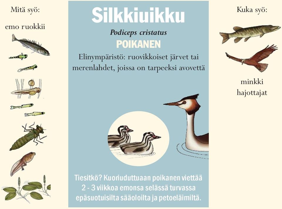 avovettä Kuka syö: minkki hajottajat Tiesitkö?