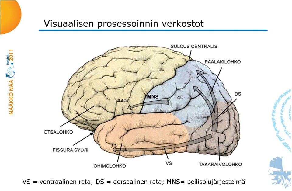 ventraalinen rata; DS =