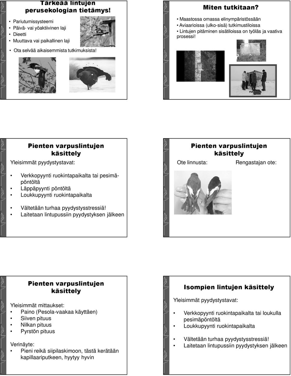 Pienten varpuslintujen käsittely Yleisimmät pyydystystavat: Pienten varpuslintujen käsittely Ote linnusta: Rengastajan ote: Verkkopyynti ruokintapaikalta tai pesimäpöntöltä Läppäpyynti pöntöltä