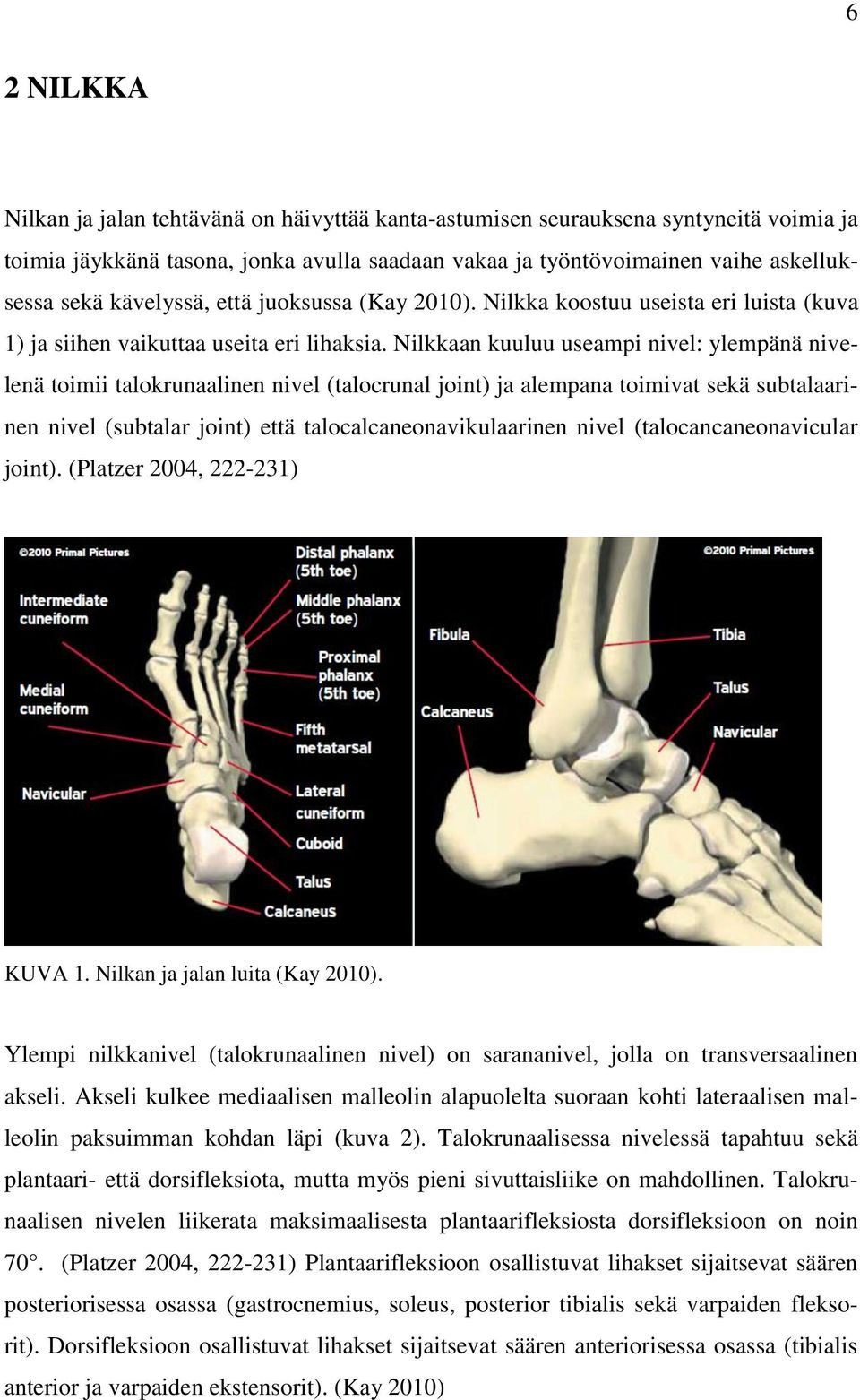 Nilkkaan kuuluu useampi nivel: ylempänä nivelenä toimii talokrunaalinen nivel (talocrunal joint) ja alempana toimivat sekä subtalaarinen nivel (subtalar joint) että talocalcaneonavikulaarinen nivel