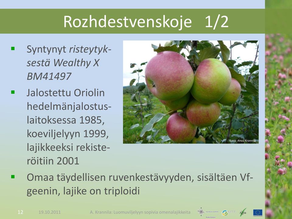 koeviljelyyn 1999, lajikkeeksi rekisteröitiin 2001 Omaa