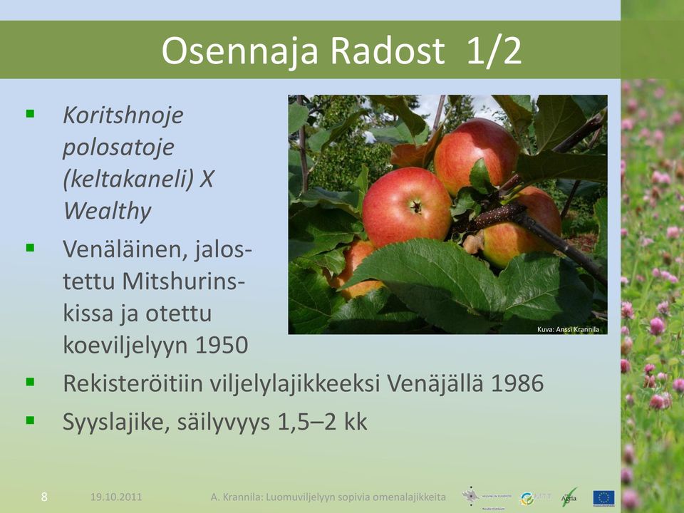 otettu koeviljelyyn 1950 Rekisteröitiin