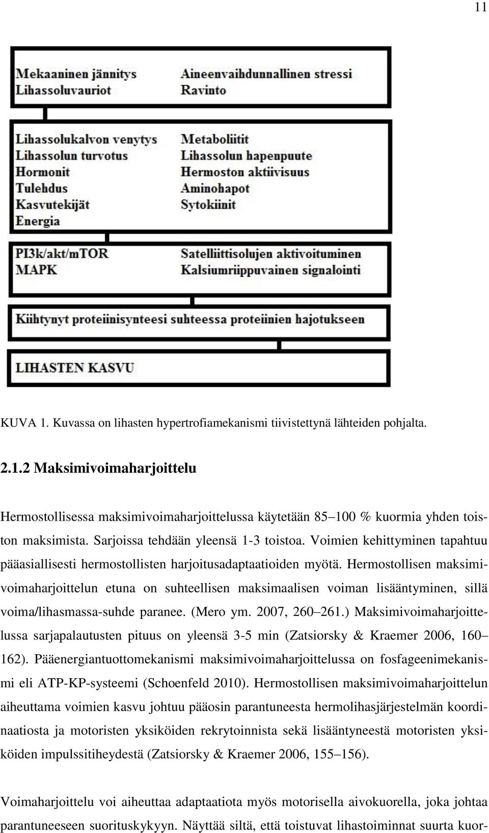 Hermostollisen maksimivoimaharjoittelun etuna on suhteellisen maksimaalisen voiman lisääntyminen, sillä voima/lihasmassa-suhde paranee. (Mero ym. 2007, 260 261.