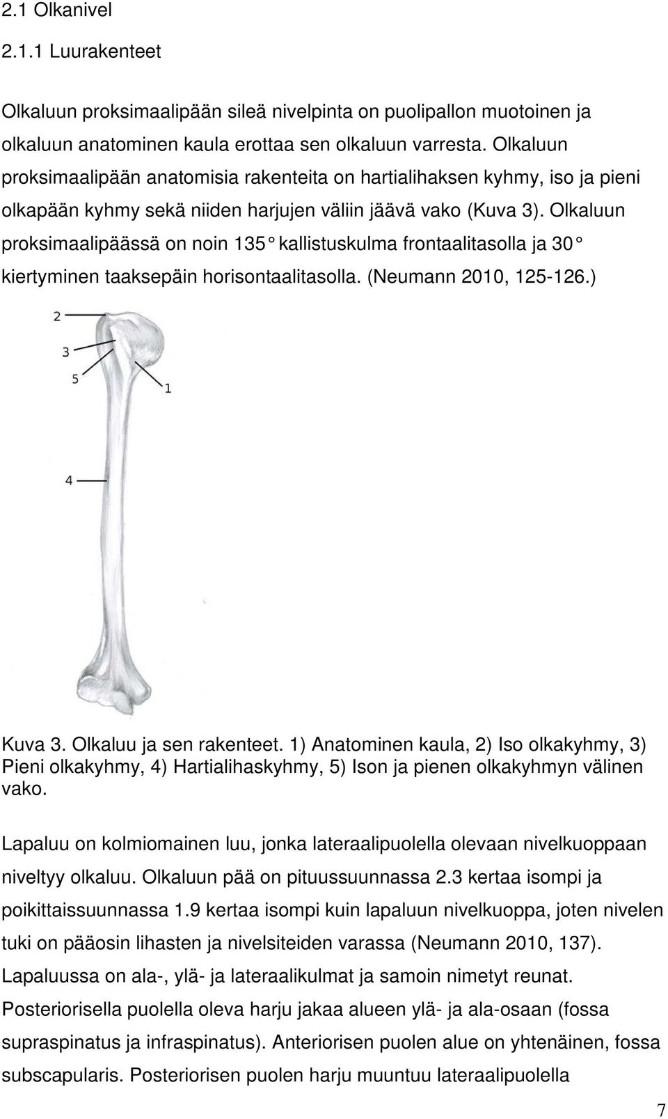 Olkaluun proksimaalipäässä on noin 135 kallistuskulma frontaalitasolla ja 30 kiertyminen taaksepäin horisontaalitasolla. (Neumann 2010, 125-126.) Kuva 3. Olkaluu ja sen rakenteet.