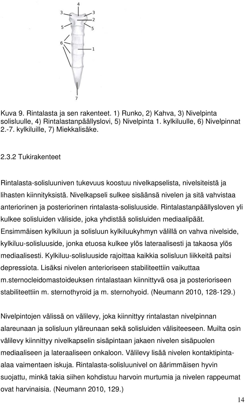 Rintalastanpäällysloven yli kulkee solisluiden väliside, joka yhdistää solisluiden mediaalipäät.