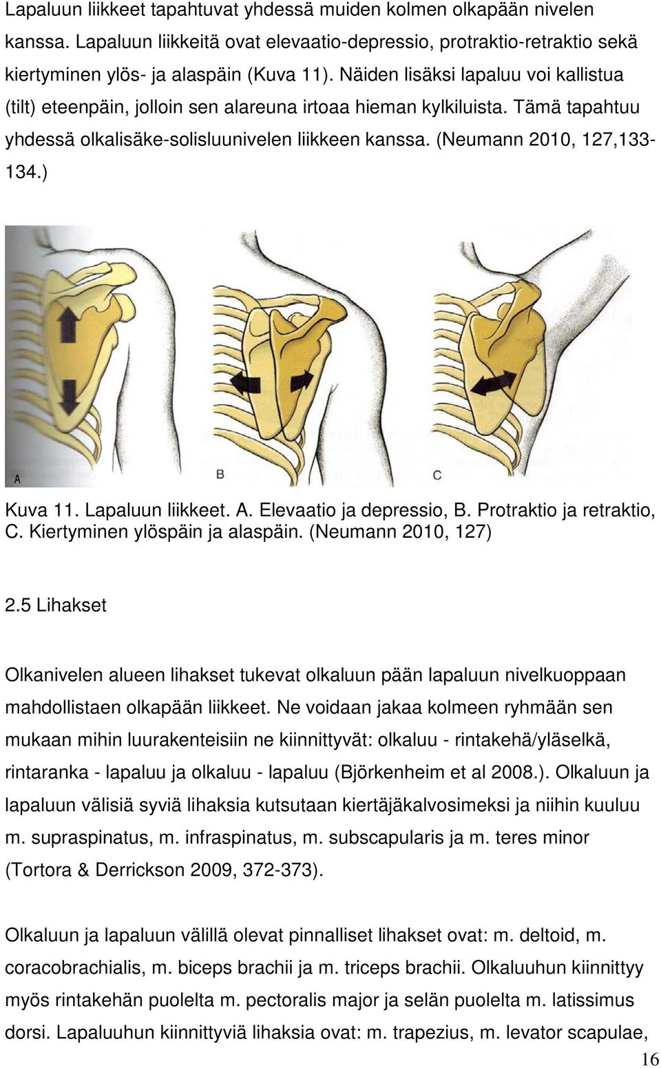 ) Kuva 11. Lapaluun liikkeet. A. Elevaatio ja depressio, B. Protraktio ja retraktio, C. Kiertyminen ylöspäin ja alaspäin. (Neumann 2010, 127) 2.