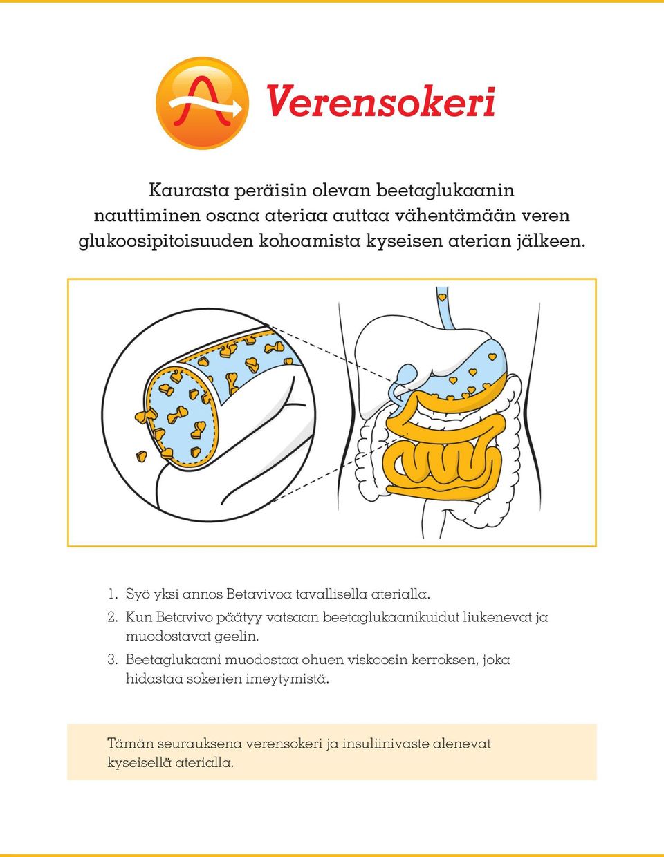 Kun Betavivo päätyy vatsaan beetaglukaanikuidut liukenevat ja muodostavat geelin. 3.