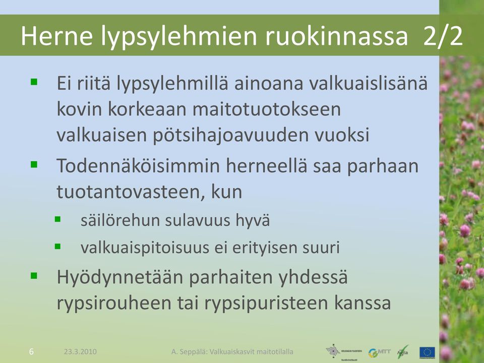 herneellä saa parhaan tuotantovasteen, kun säilörehun sulavuus hyvä