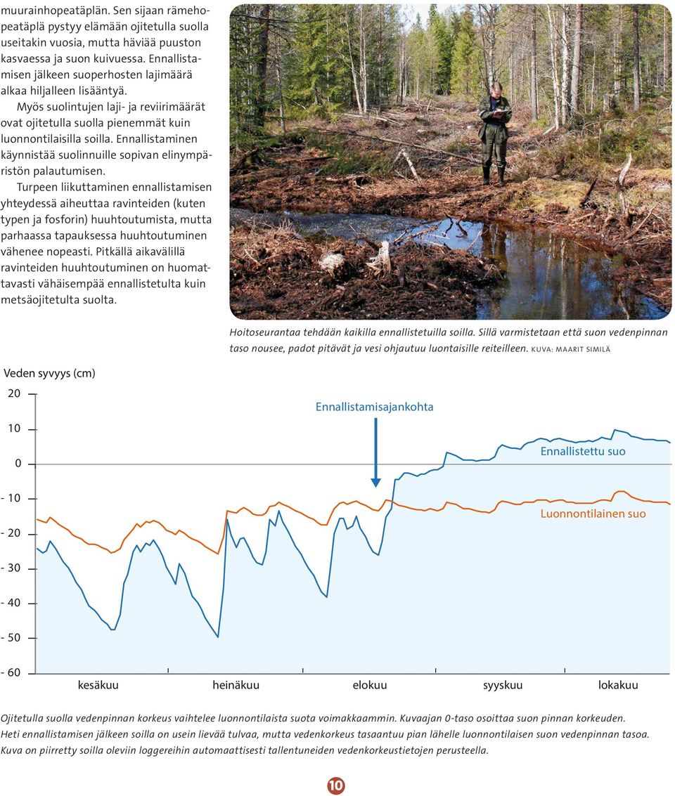 Ennallistaminen käynnistää suolinnuille sopivan elinympäristön palautumisen.