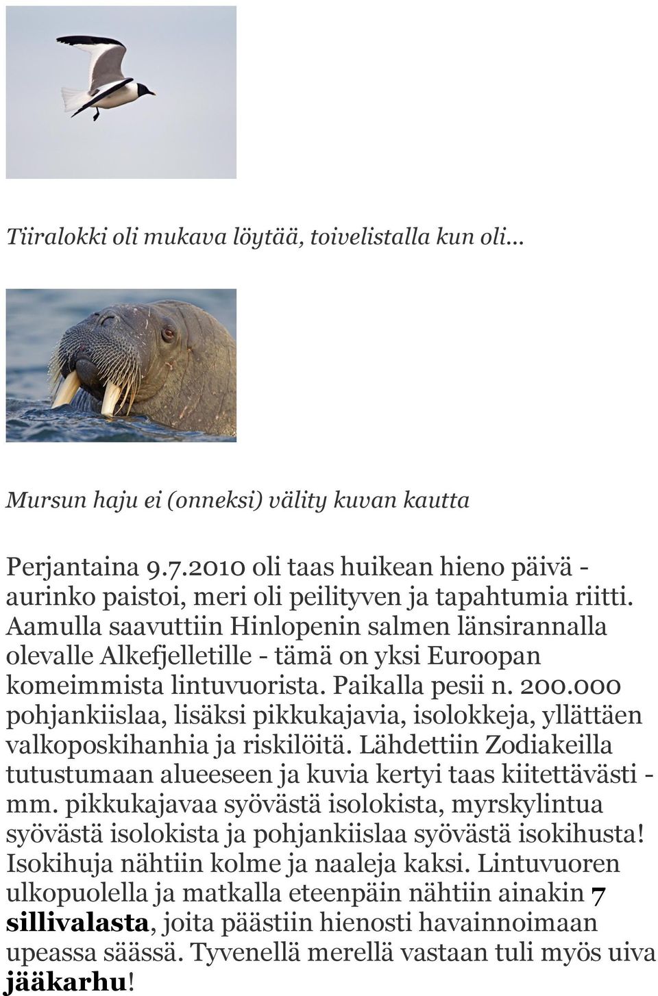 Aamulla saavuttiin Hinlopenin salmen länsirannalla olevalle Alkefjelletille - tämä on yksi Euroopan komeimmista lintuvuorista. Paikalla pesii n. 200.