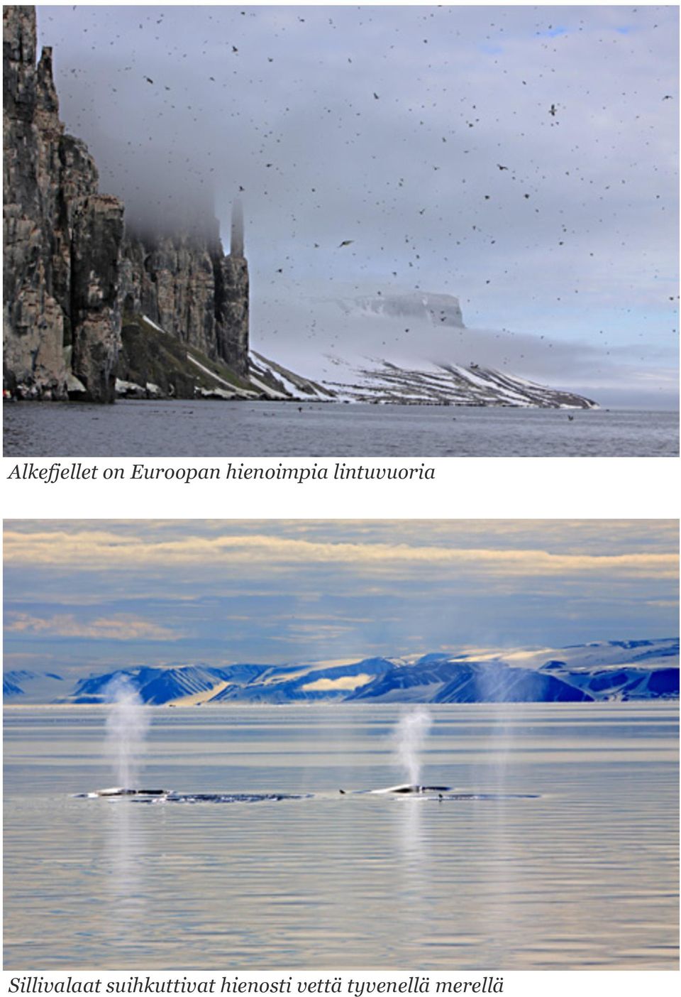 Sillivalaat suihkuttivat