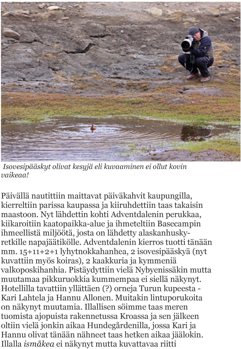 Adventdalenin kierros tuotti tänään mm. 15+11+2+1 lyhytnokkahanhea, 2 isovesipääskyä (nyt kuvattiin myös koiras), 2 kaakkuria ja kymmeniä valkoposkihanhia.