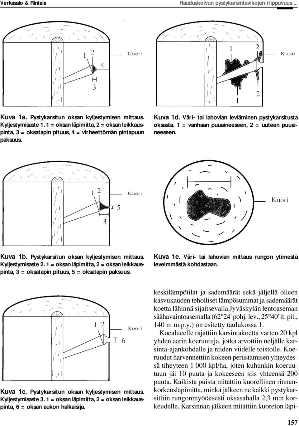 1 = vanhaan puuaineeseen, 2 = uuteen puuaineeseen. Kuva 1b. Pystykarsitun oksan kyljestymisen mittaus. Kyljestymisaste 2.