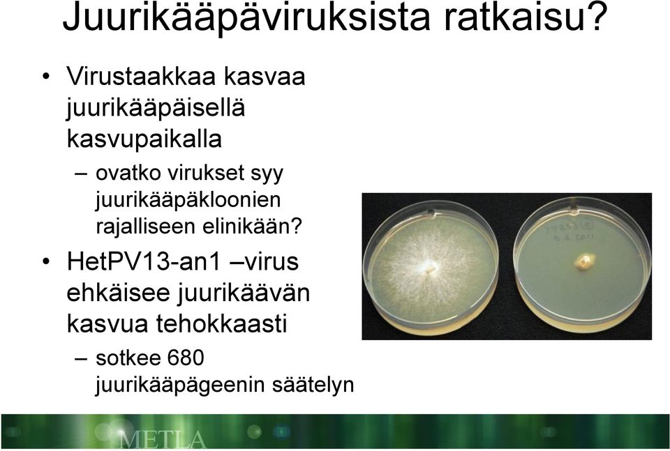 virukset syy juurikääpäkloonien rajalliseen elinikään?