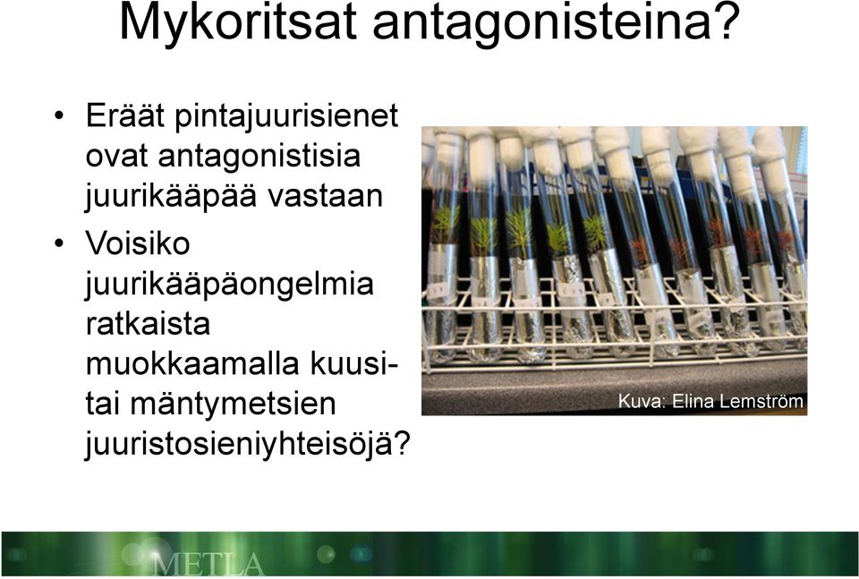 juurikääpää vastaan Voisiko juurikääpäongelmia