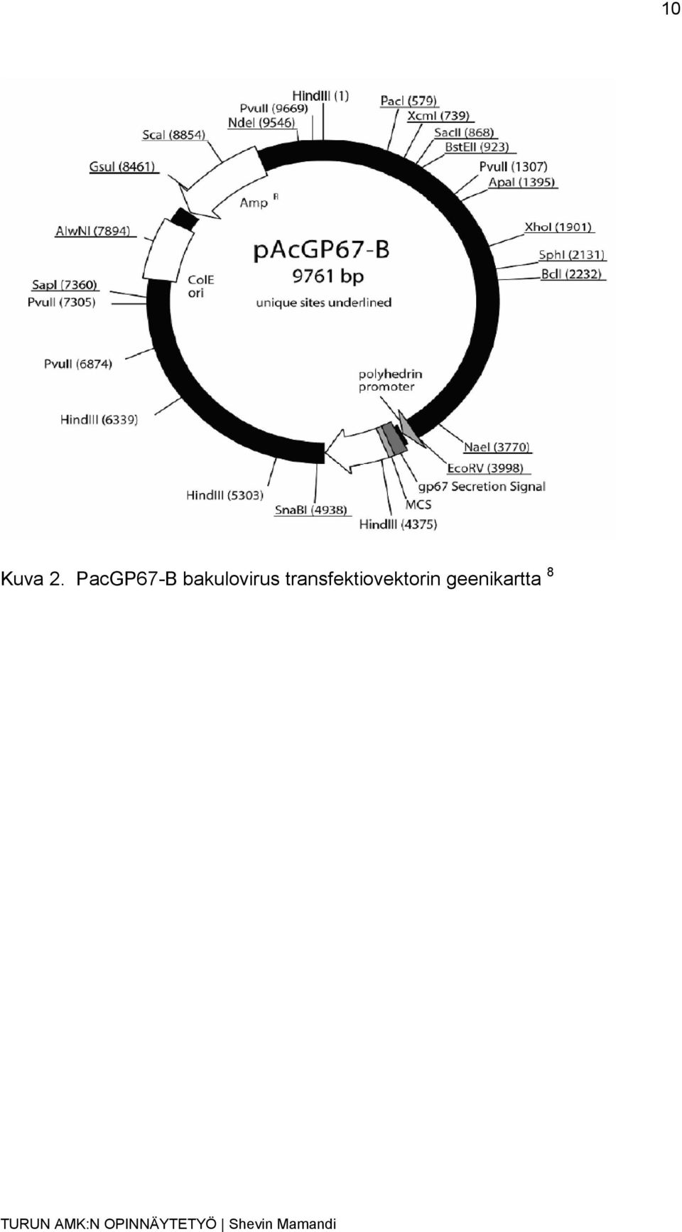 bakulovirus