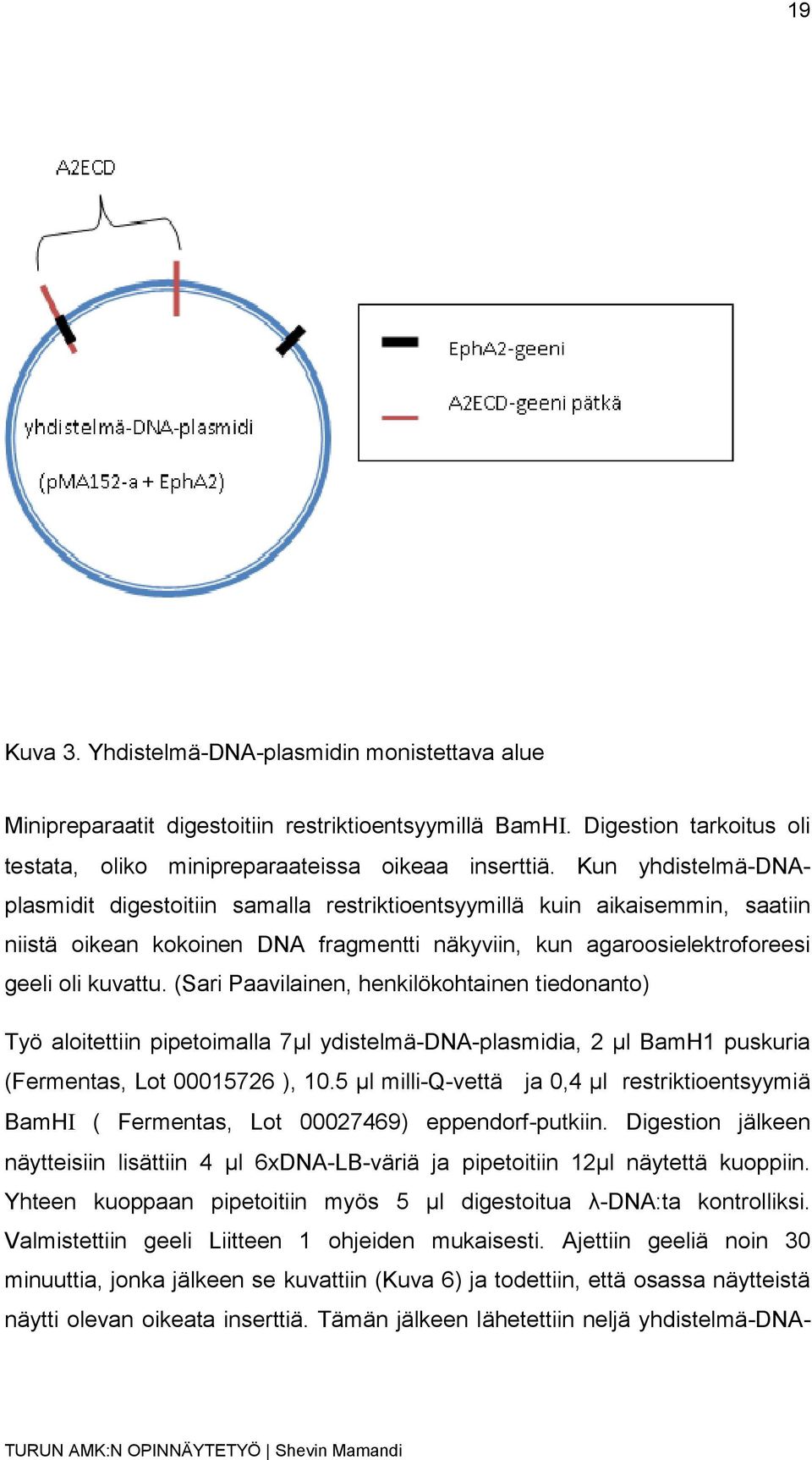 (Sari Paavilainen, henkilökohtainen tiedonanto) Työ aloitettiin pipetoimalla 7µl ydistelmä-dna-plasmidia, 2 µl BamH1 puskuria (Fermentas, Lot 00015726 ), 10.