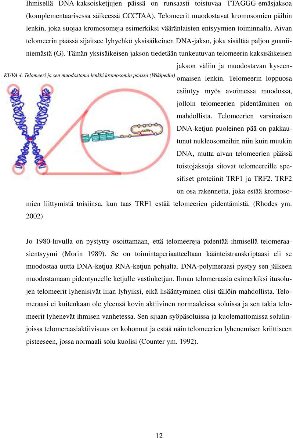 Aivan telomeerin päässä sijaitsee lyhyehkö yksisäikeinen DNA-jakso, joka sisältää paljon guaniiniemästä (G).
