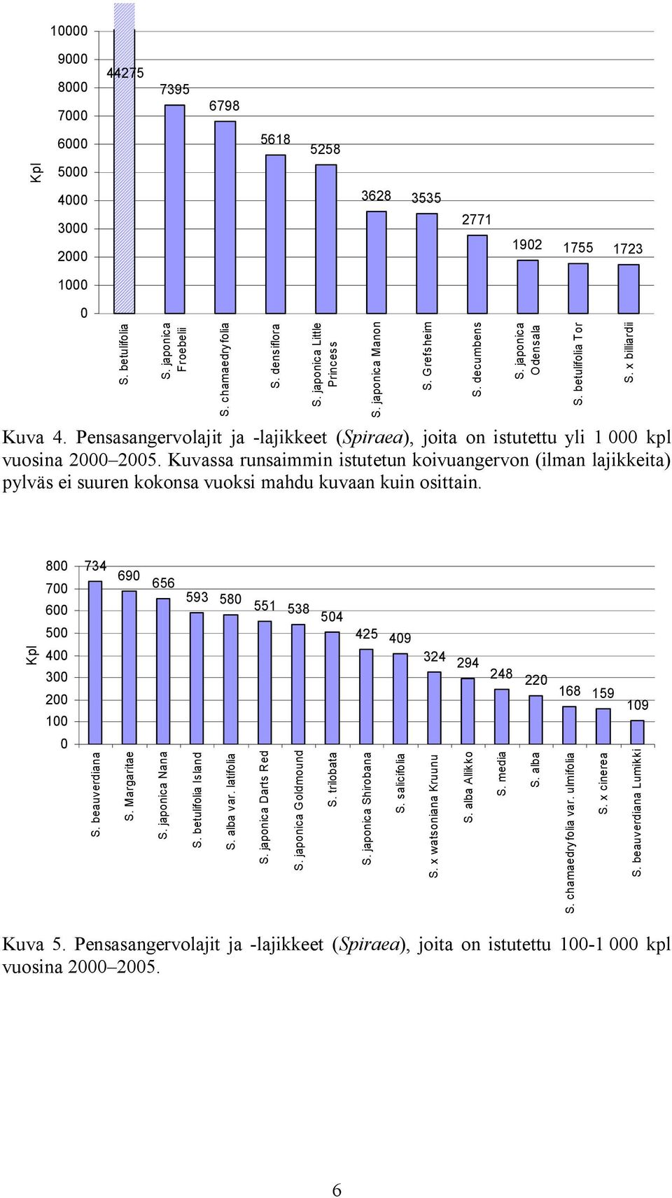 Kuvassa runsaimmin istutetun koivuangervon (ilman lajikkeita) pylväs ei suuren kokonsa vuoksi mahdu kuvaan kuin osittain. S. japonica Manon S. Grefsheim S. decumbens S. japonica Odensala S.