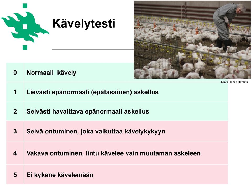 epänormaali askellus 3 Selvä ontuminen, joka vaikuttaa