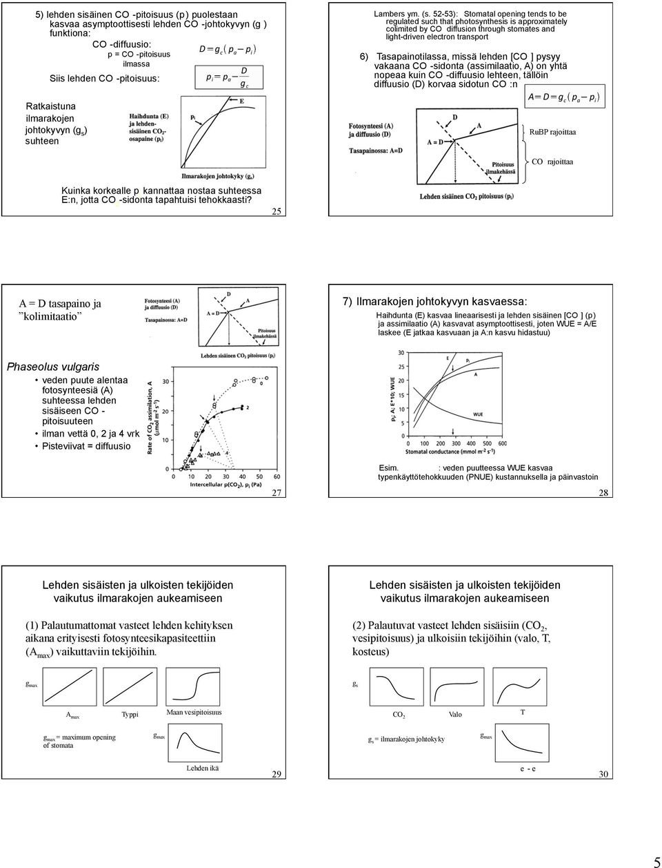 52-53): Stomatal opening tends to be regulated such that photosynthesis is approximately colimited by CO 2 diffusion through stomates and light-driven electron transport 6) Tasapainotilassa, missä