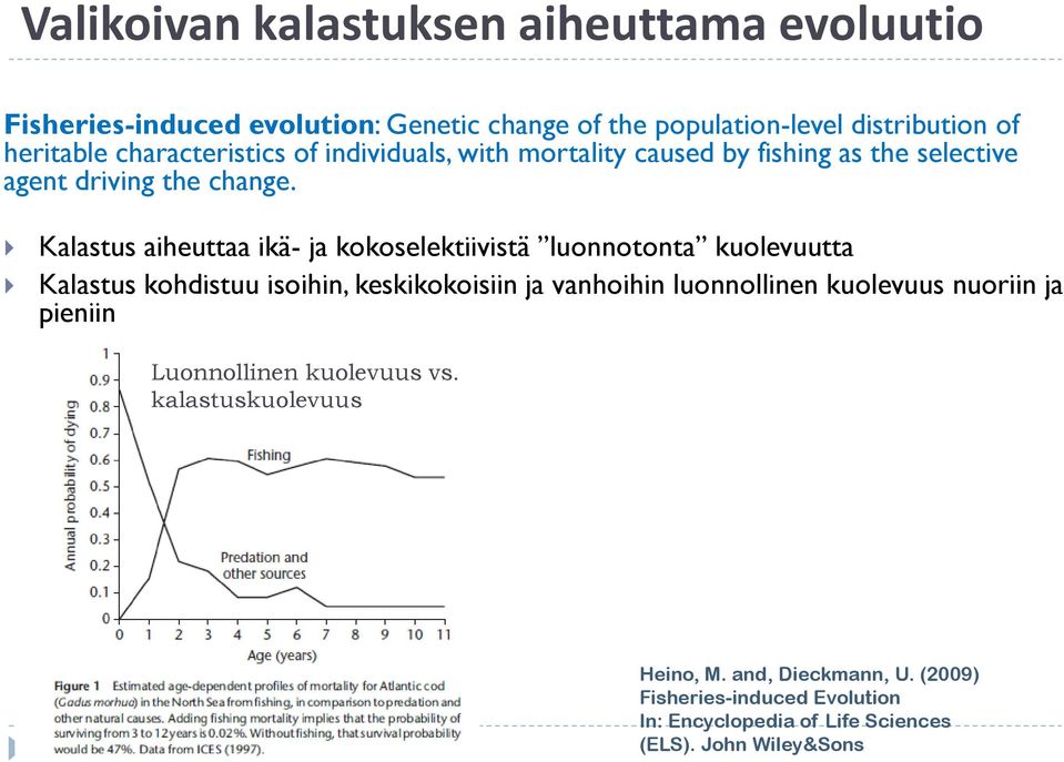 Kalastus aiheuttaa ikä- ja kokoselektiivistä luonnotonta kuolevuutta Kalastus kohdistuu isoihin, keskikokoisiin ja vanhoihin luonnollinen