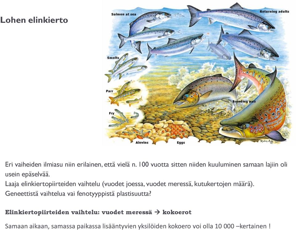 Laaja elinkiertopiirteiden vaihtelu (vuodet joessa, vuodet meressä, kutukertojen määrä).