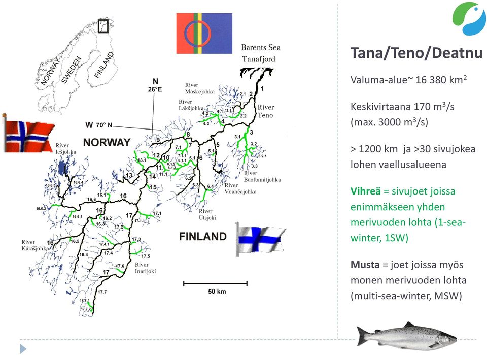 = sivujoet joissa enimmäkseen yhden merivuoden lohta (1-seawinter,