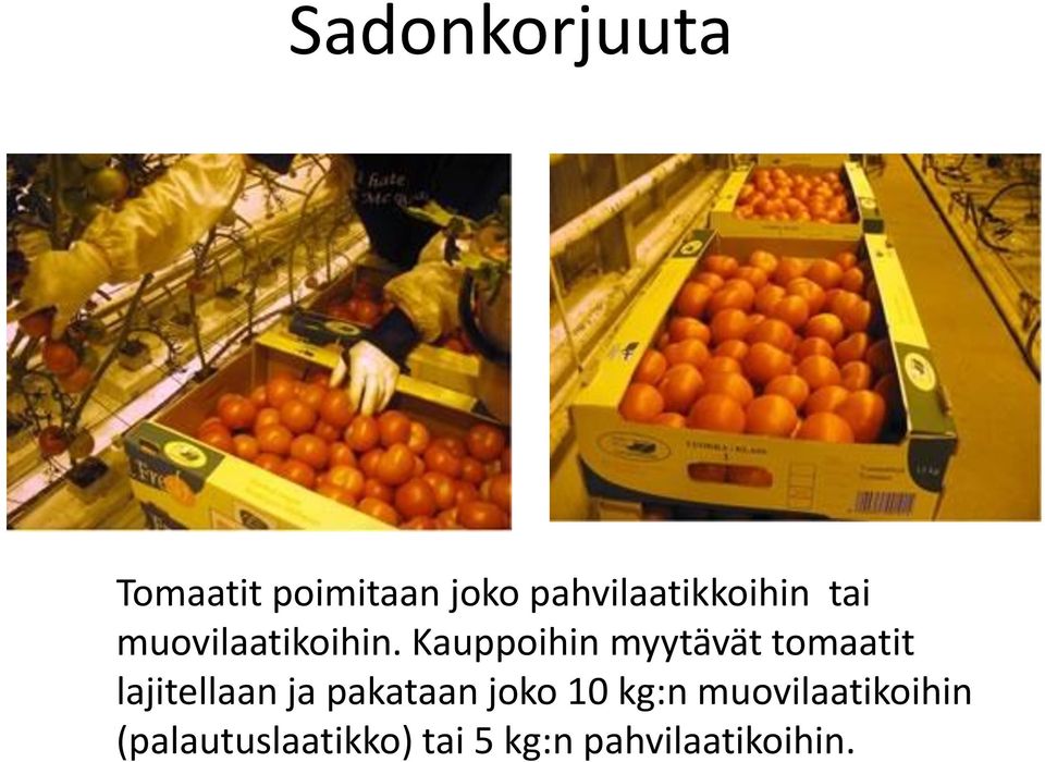 Kauppoihin myytävät tomaatit lajitellaan ja