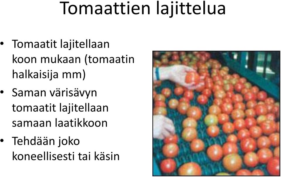 värisävyn tomaatit lajitellaan samaan