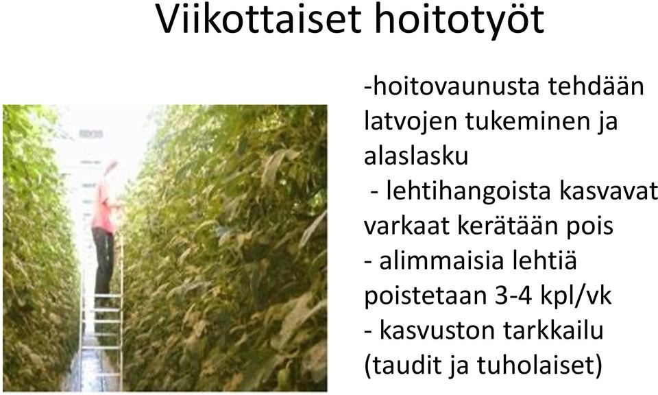 kasvavat varkaat kerätään pois - alimmaisia lehtiä