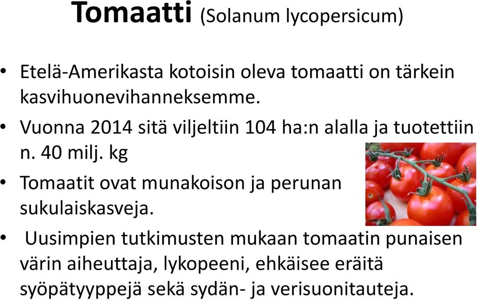 kg Tomaatit ovat munakoison ja perunan sukulaiskasveja.