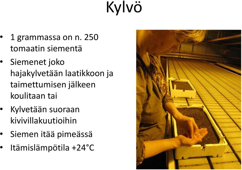 laatikkoon ja taimettumisen jälkeen koulitaan tai