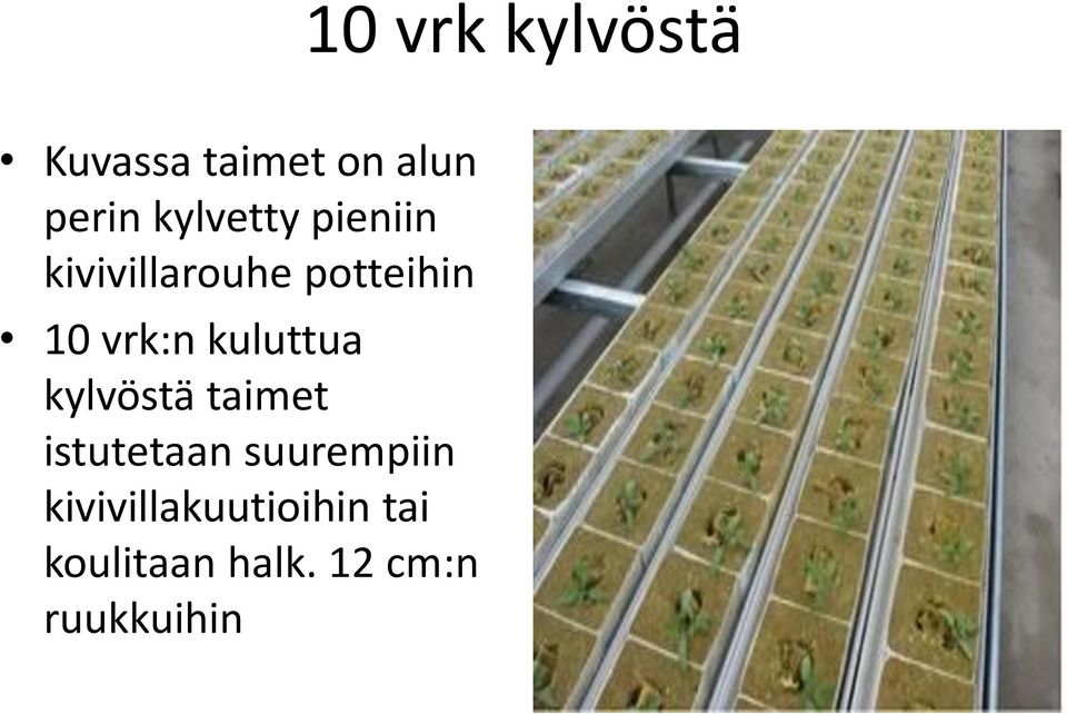 kuluttua kylvöstä taimet istutetaan suurempiin