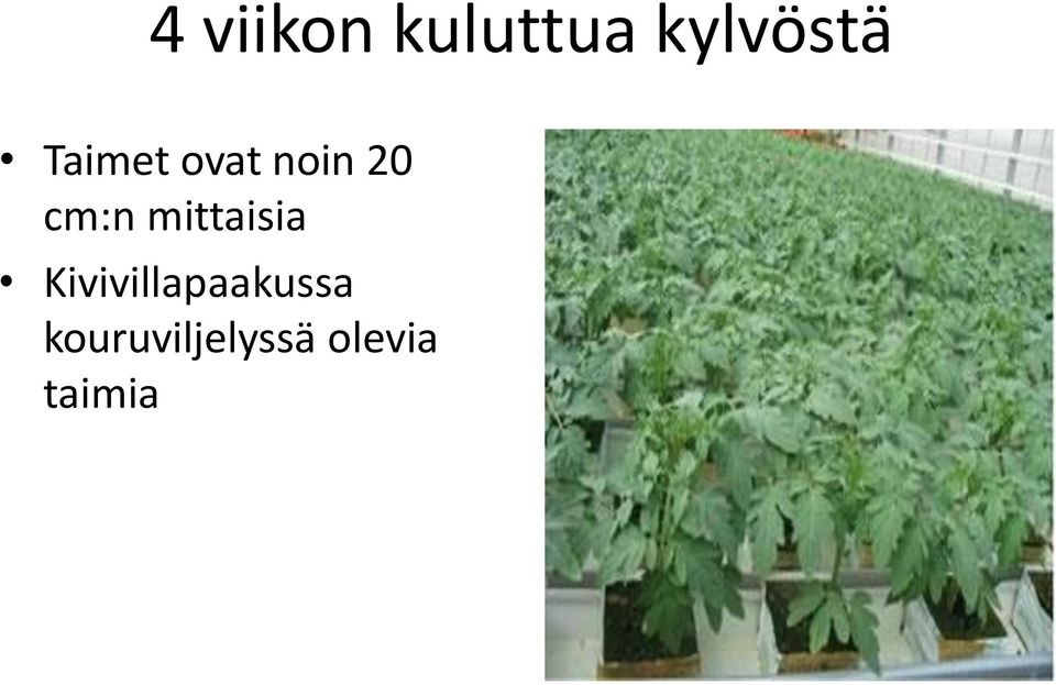 mittaisia Kivivillapaakussa